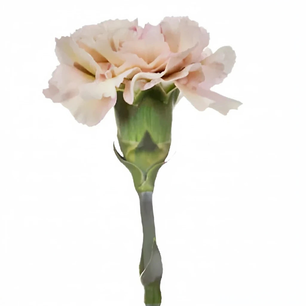 Creola Carnations - alternative 1