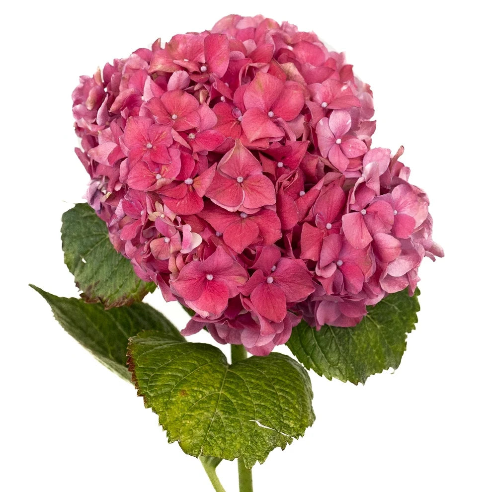 Assorted Hydrangeas - main