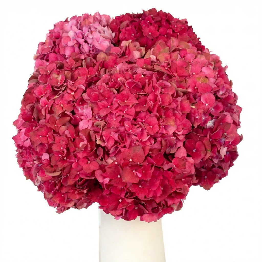 Assorted Hydrangeas - alternative 2