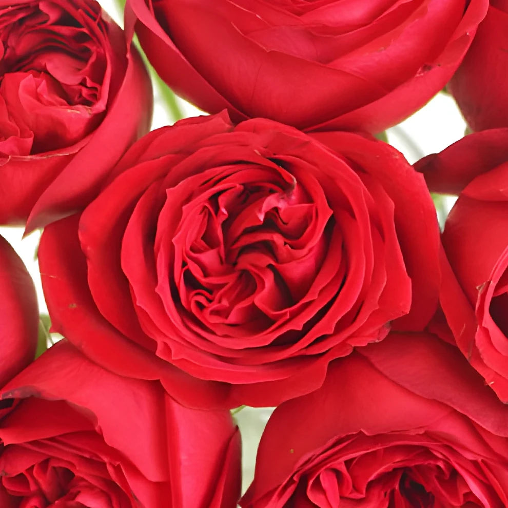 Rouge Royale Roses Garden - alternative 2