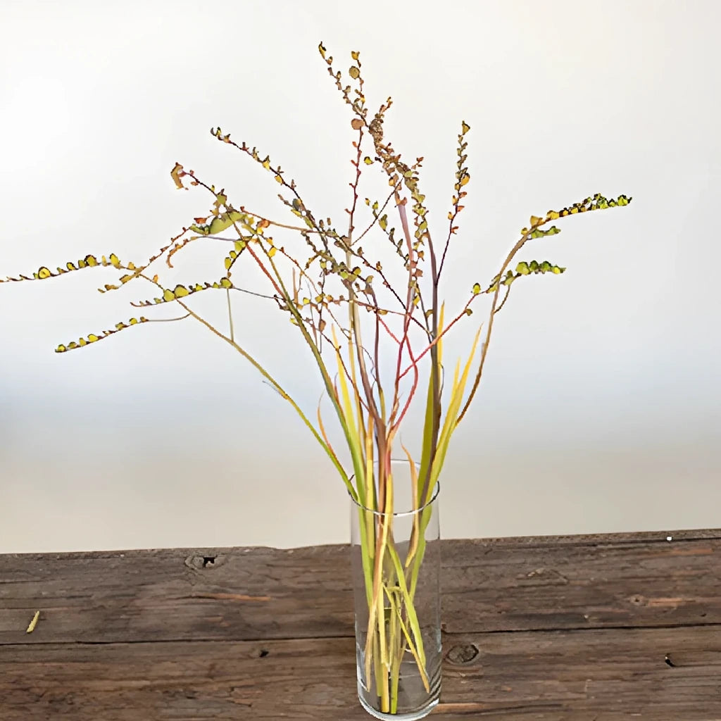Crocosmia Pods Pods - main