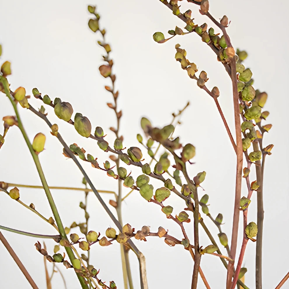 Crocosmia Pods Pods - alternative 1