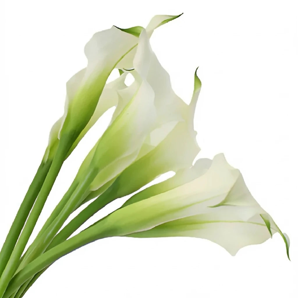 White Calla Lily Mini - alternative 2