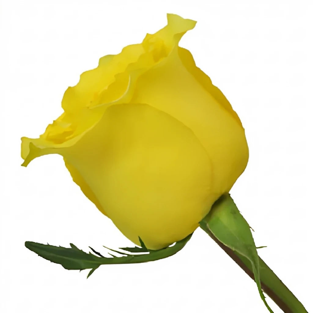Cubana Roses Standard - alternative 1