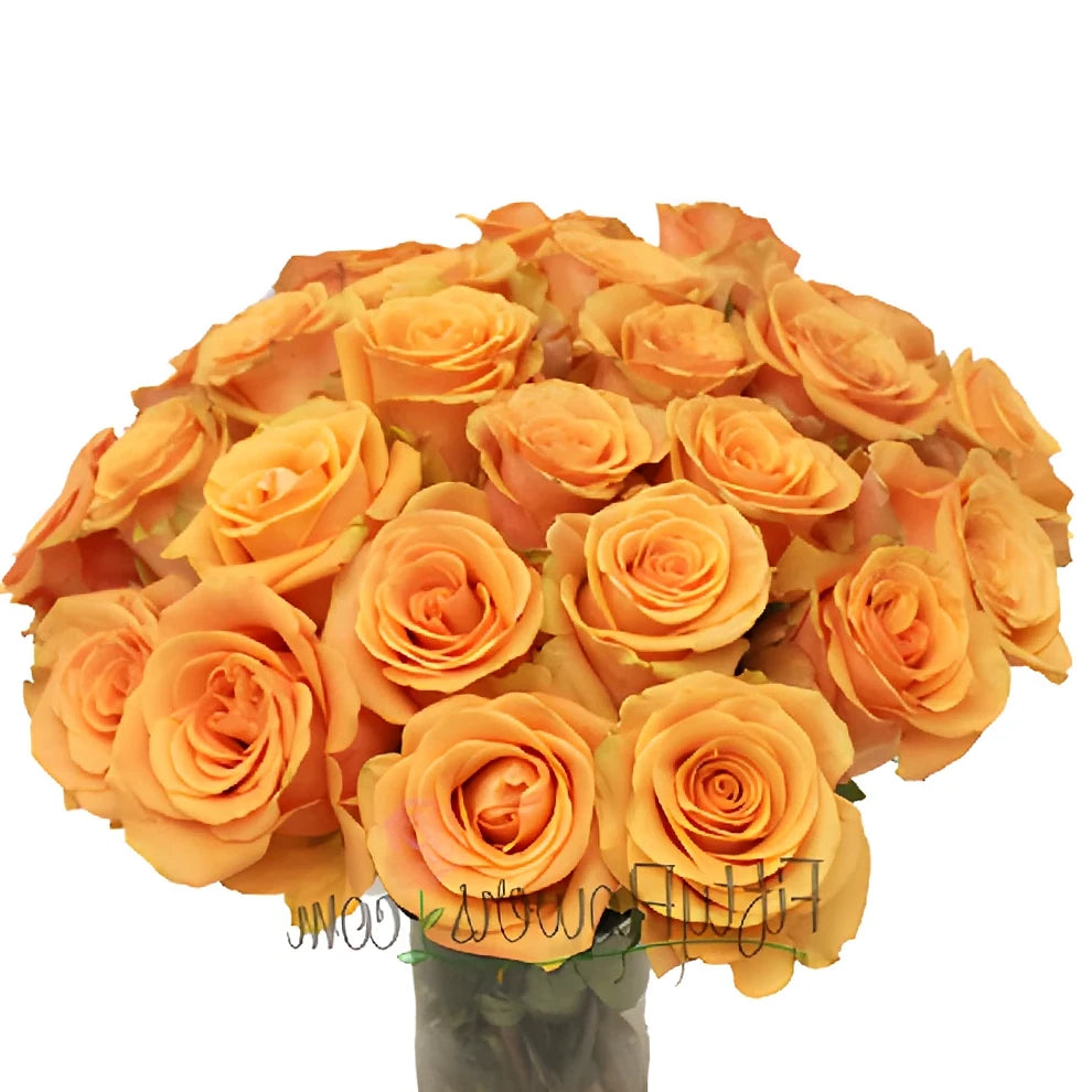 Cumbia Roses Standard - alternative 3