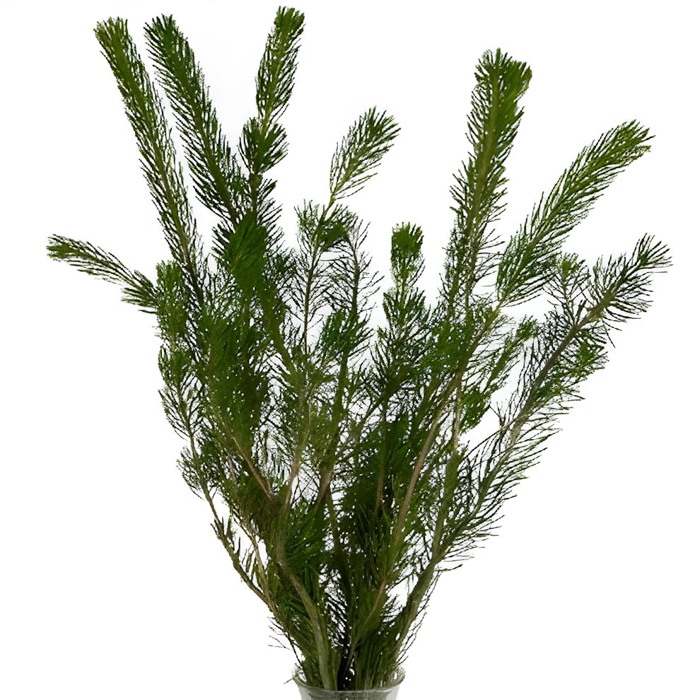Curly Pine Greenery - main