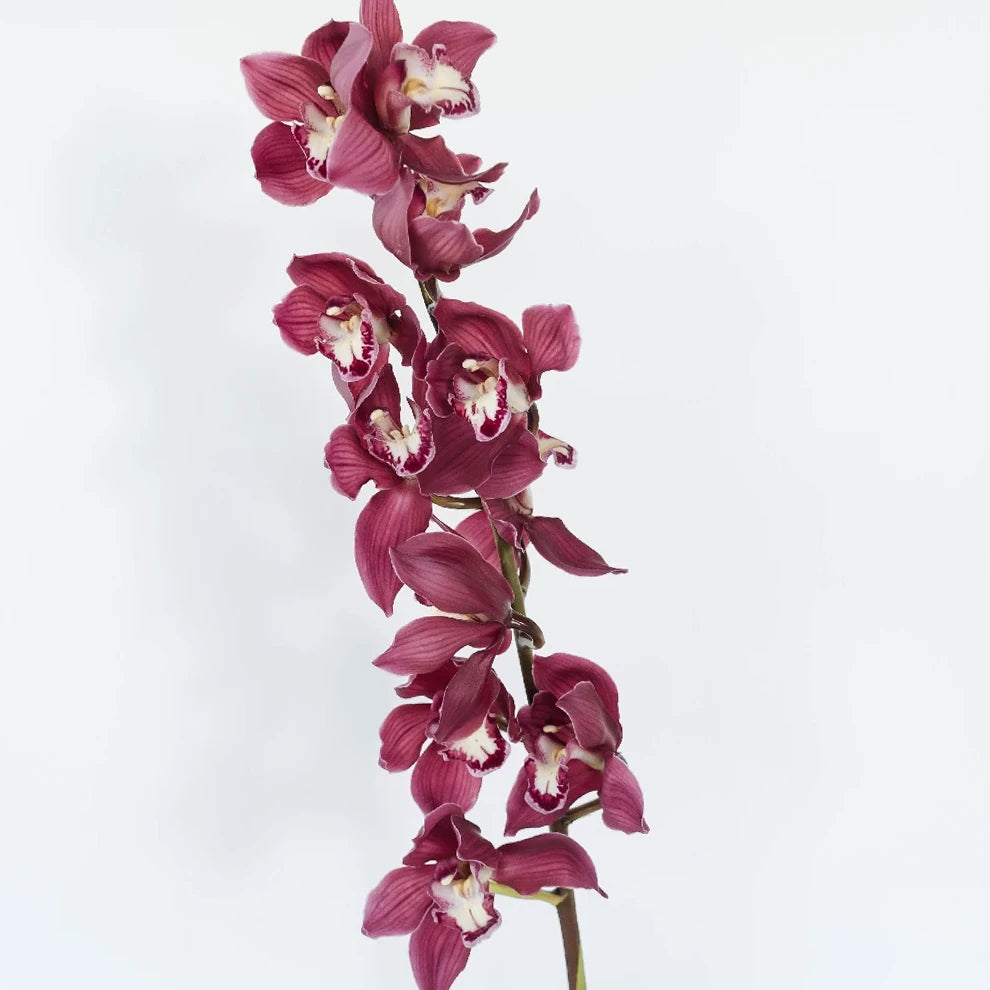 Burgundy Orchids Leis - alternative 1