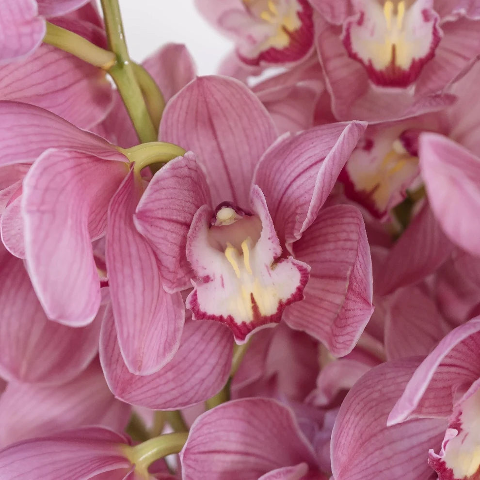 Assorted Orchids Cymbidium - main