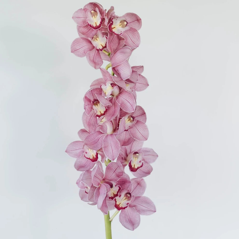 Pink Hot Orchids Mokara - main