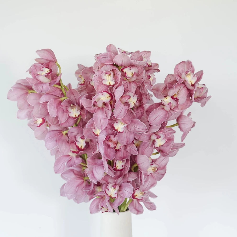 Pink Hot Orchids Mokara - alternative 2
