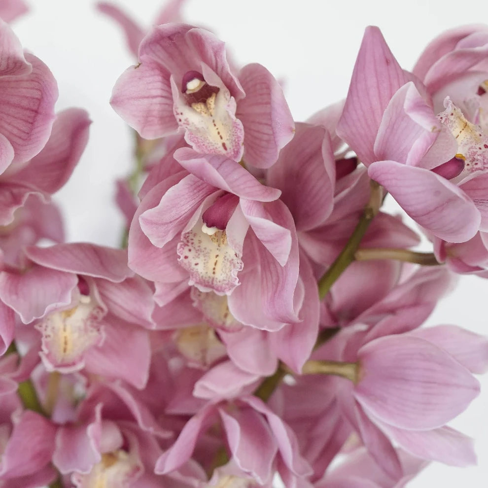 Lavender Orchids Cymbidium - main