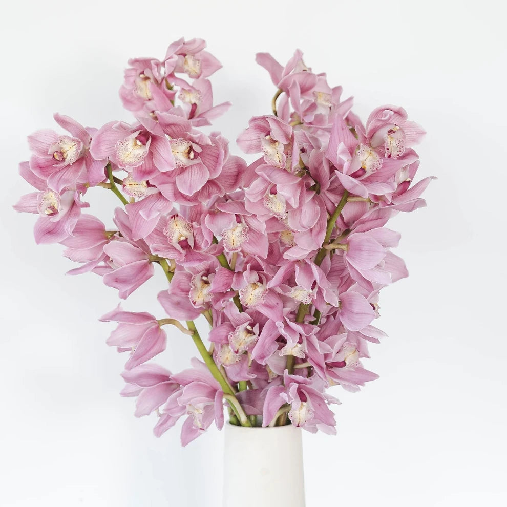 Lavender Orchids Cymbidium - alternative 1