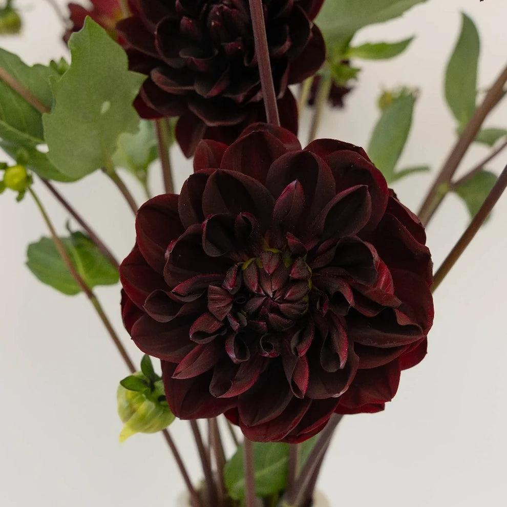 Black Dahlias - alternative 1
