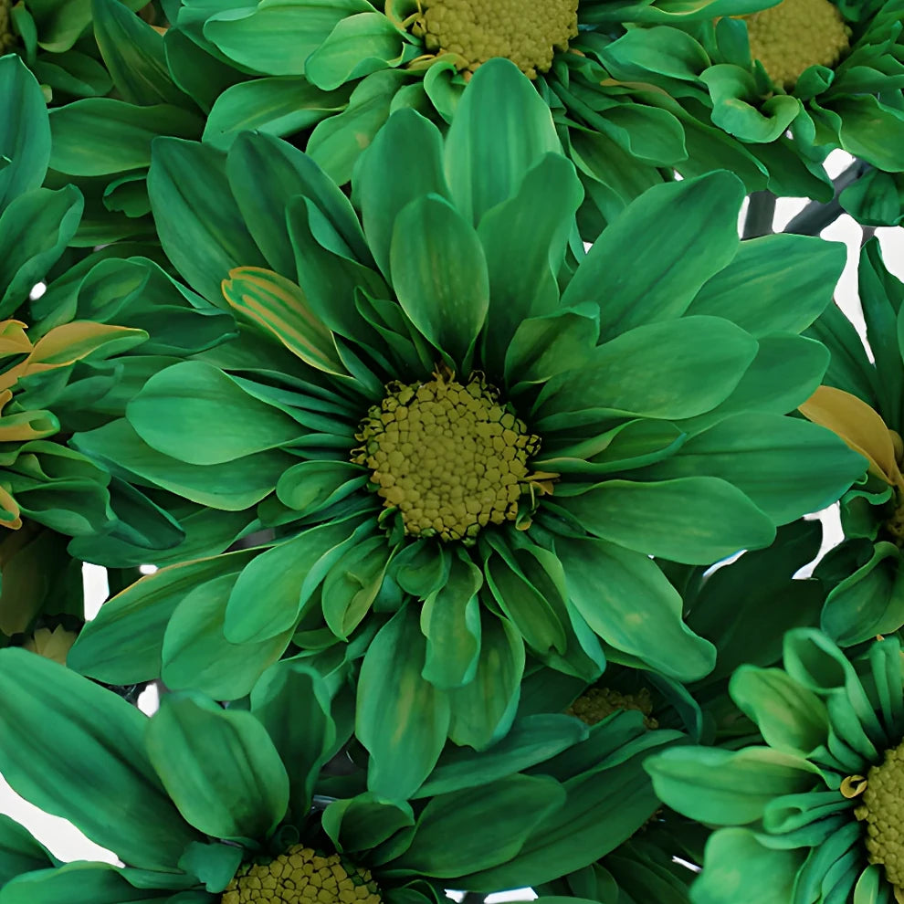 Green Pom Daisy - alternative 2