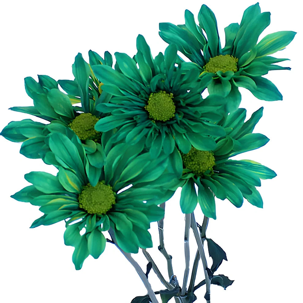 Green Pom Daisy - main