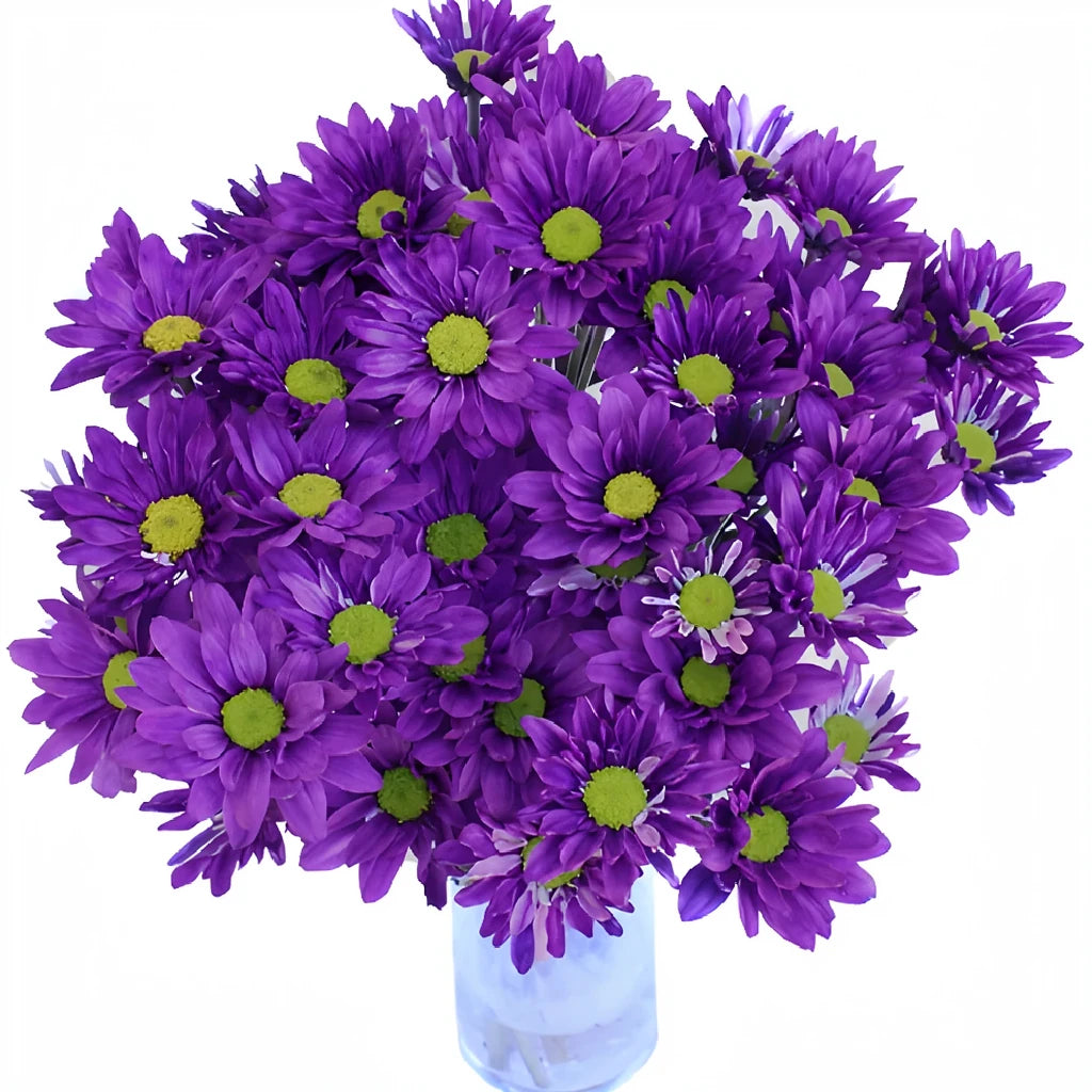 Purple Orchids Vanda - main