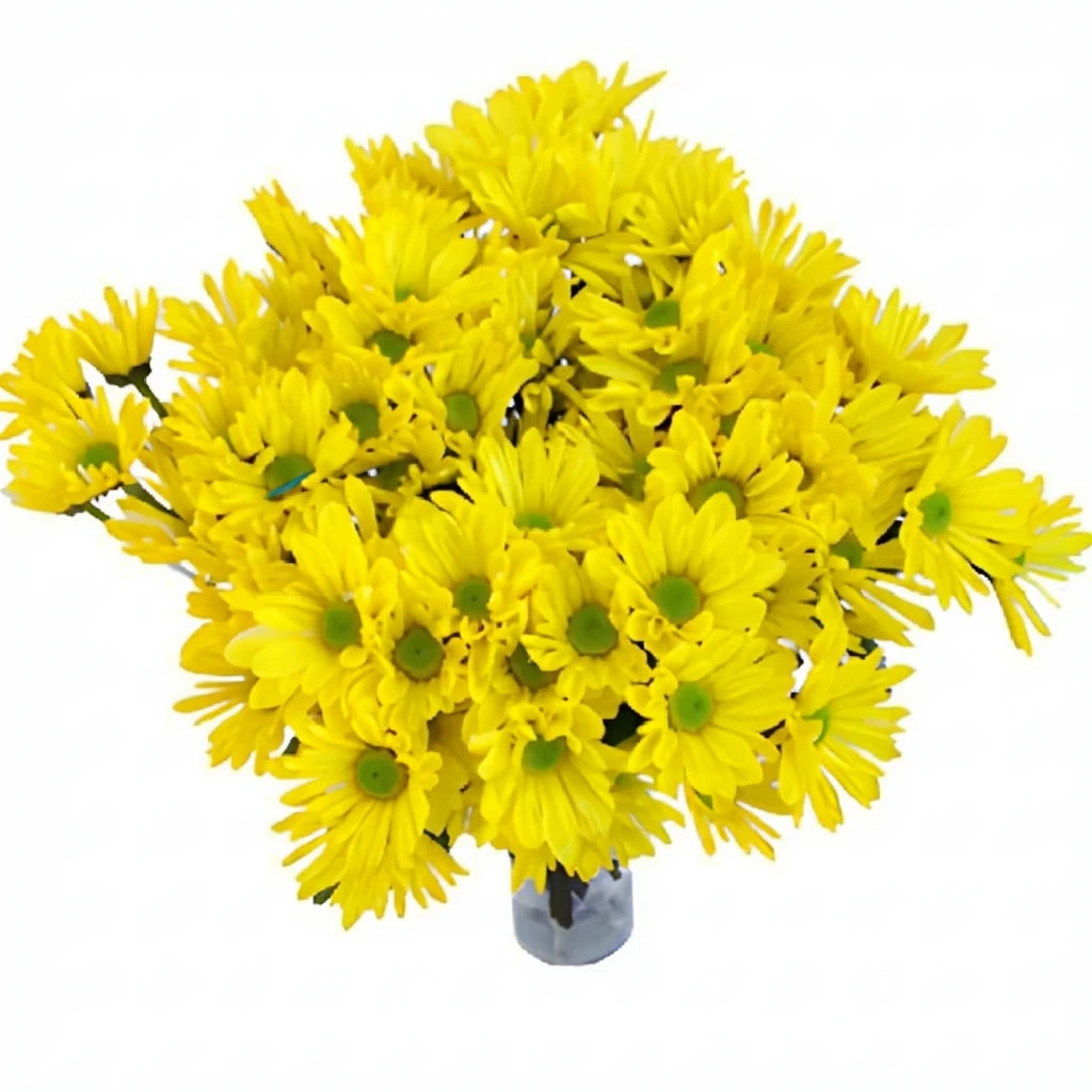 Vero Yellow Pom Daisy - main