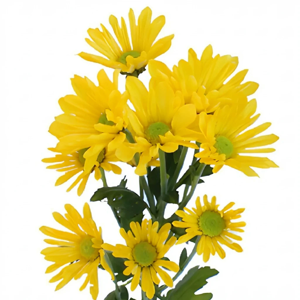 Vero Yellow Pom Daisy - alternative 2