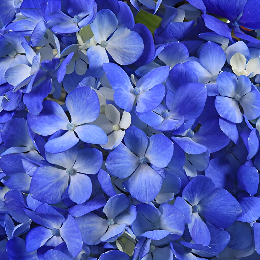 Dark Blue Hydrangeas - main