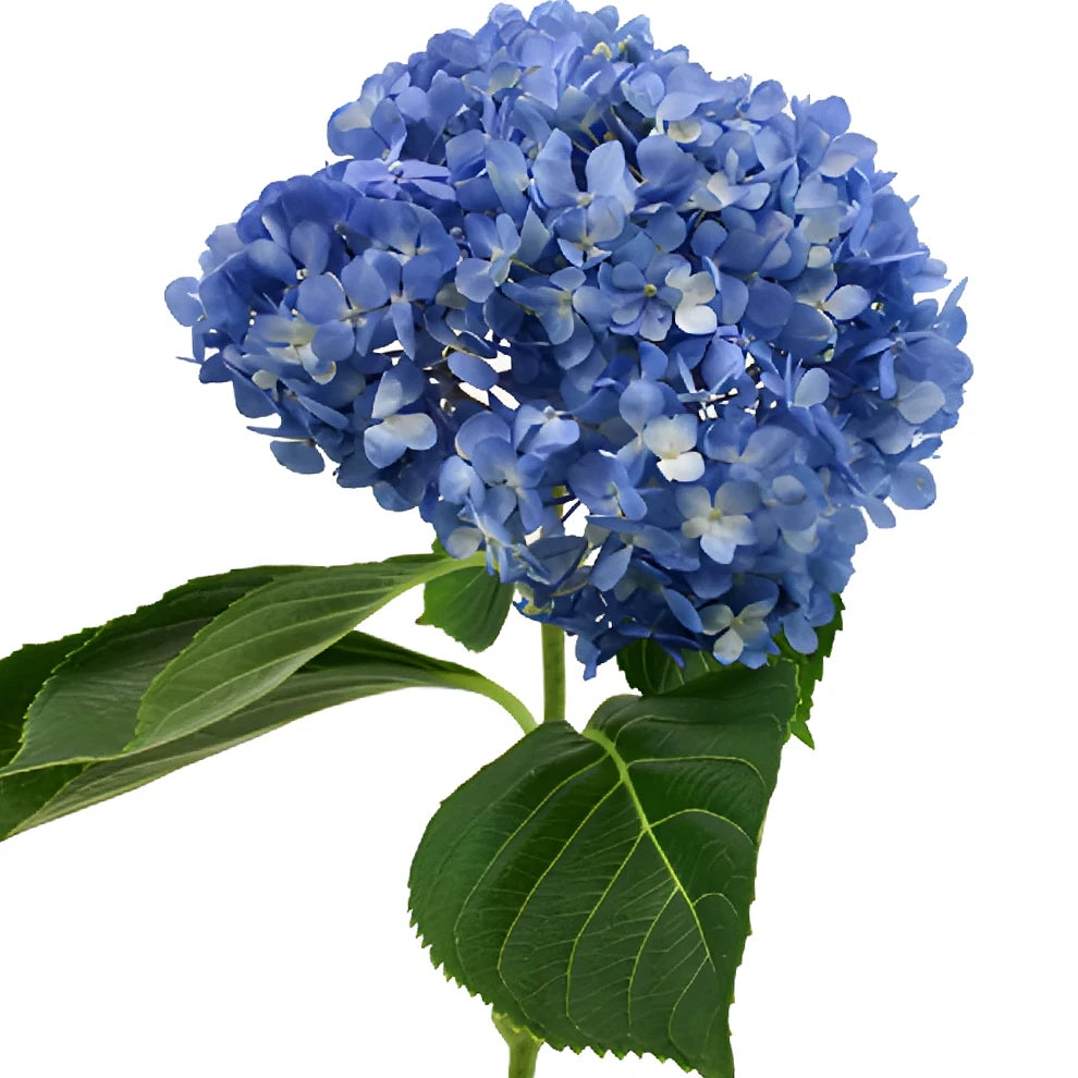 Blue Dark Hydrangeas Hydrangeas - main
