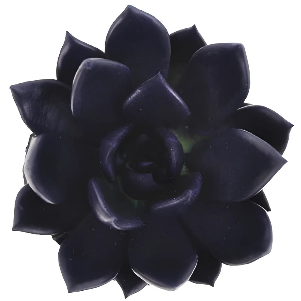 Tinted Black Succulents - main