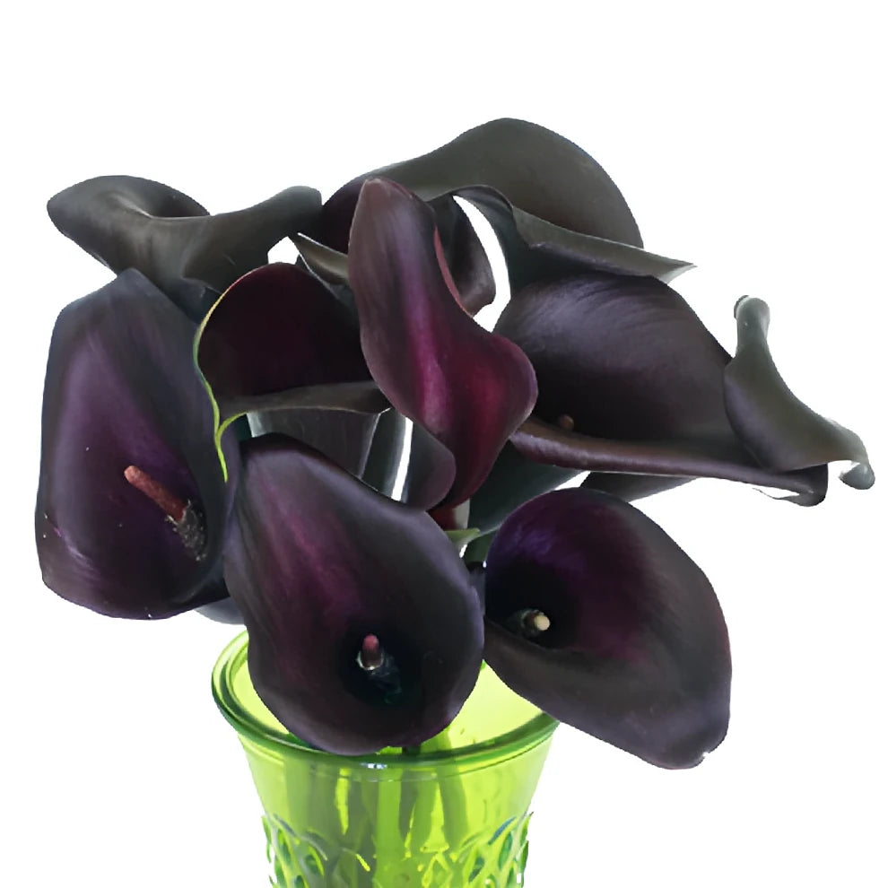 Night Life Calla Lily Mini - alternative 1
