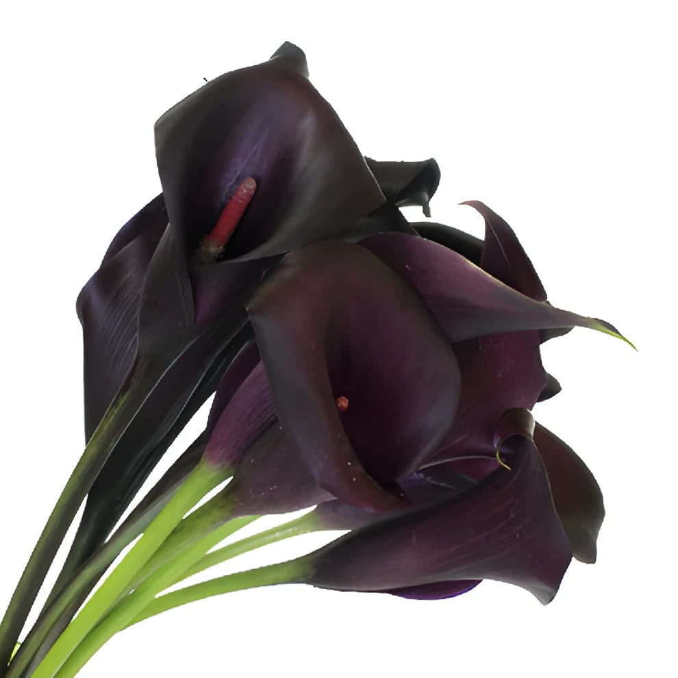 Night Life Calla Lily Mini - main