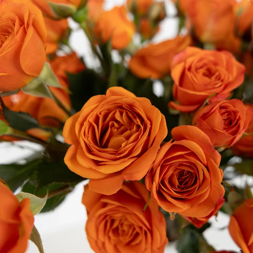 Orange Babe Roses Spray - alternative 2