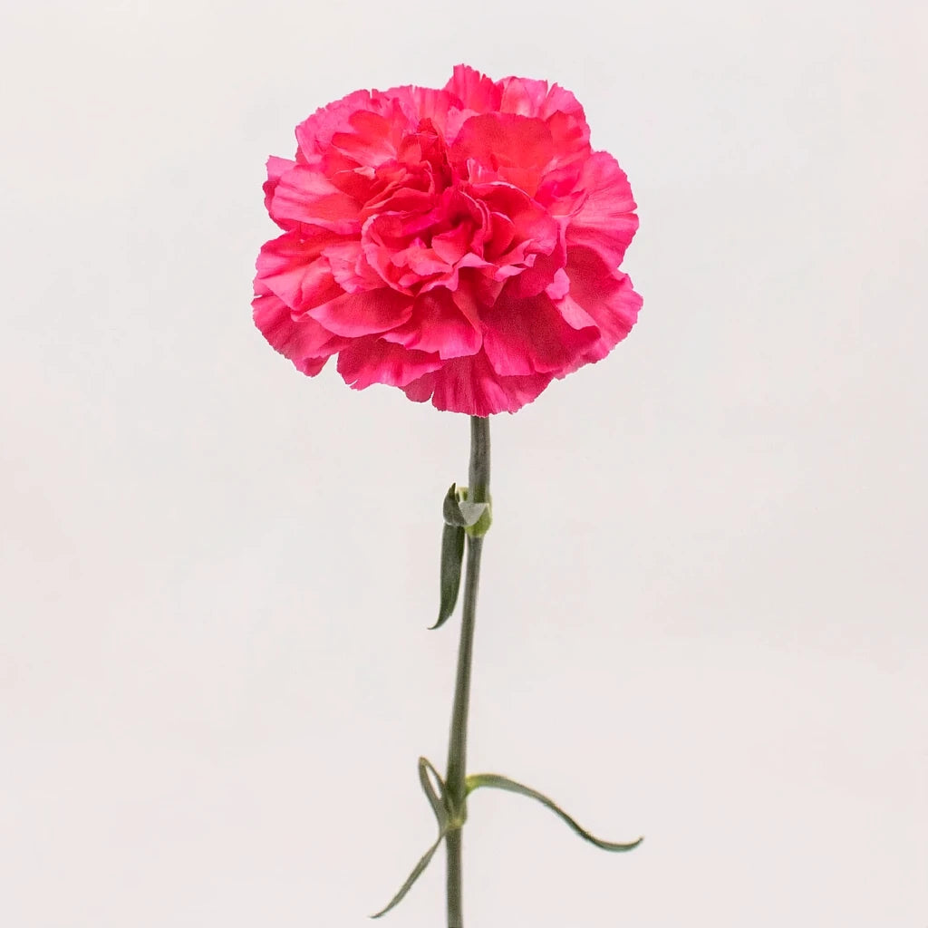 Dark Pink Carnations - main