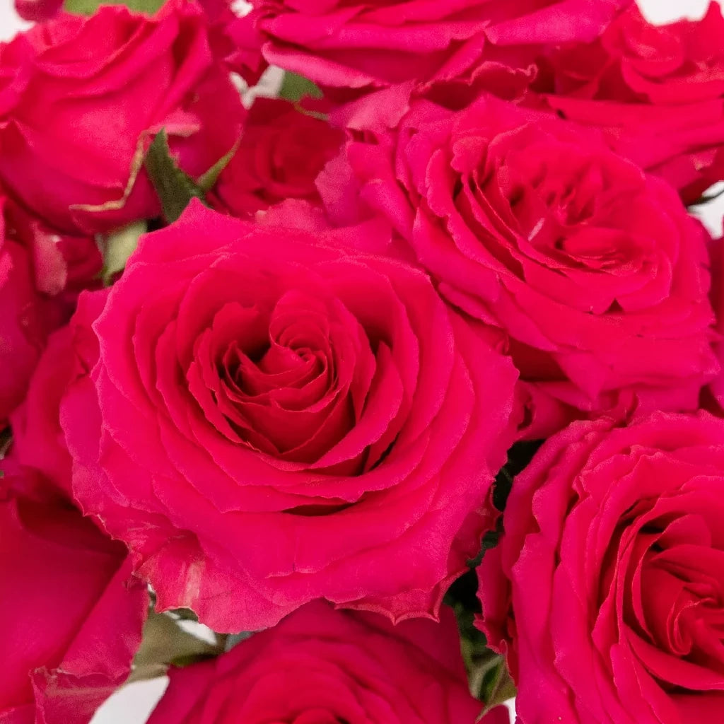 Full Monty Roses Standard - main