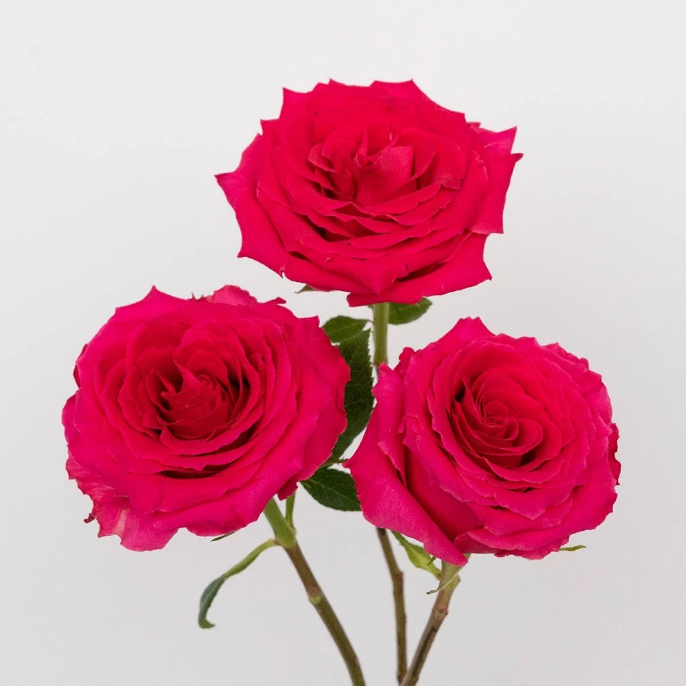 Hot Shot Roses Standard - alternative 1