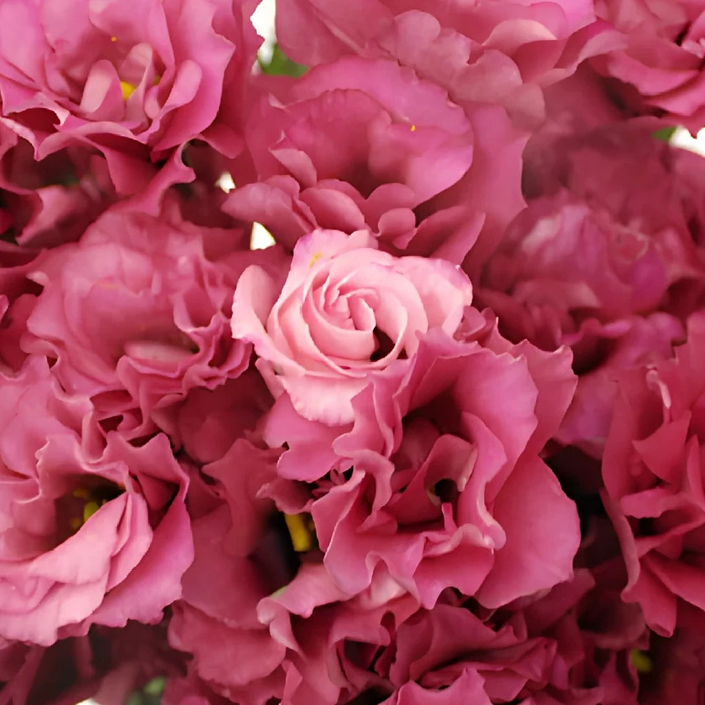 Dark Pink Lisianthus - main