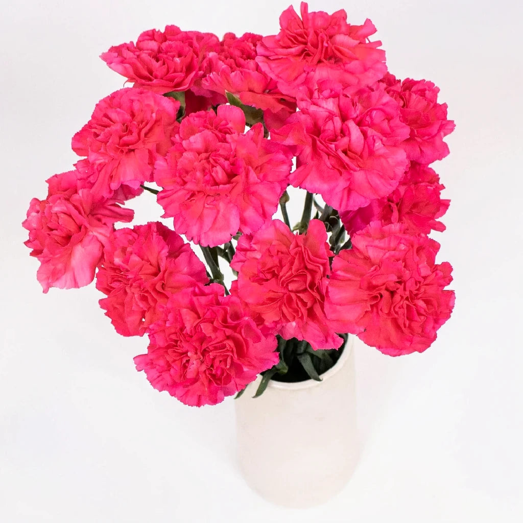 Mandalay Carnations - main