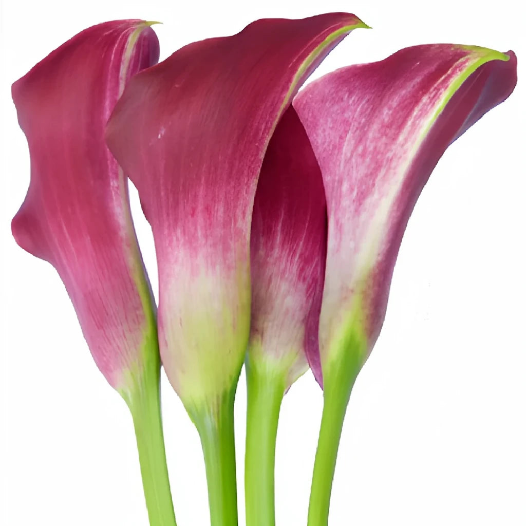 Dark Captain Romance Calla Lily Mini - alternative 3