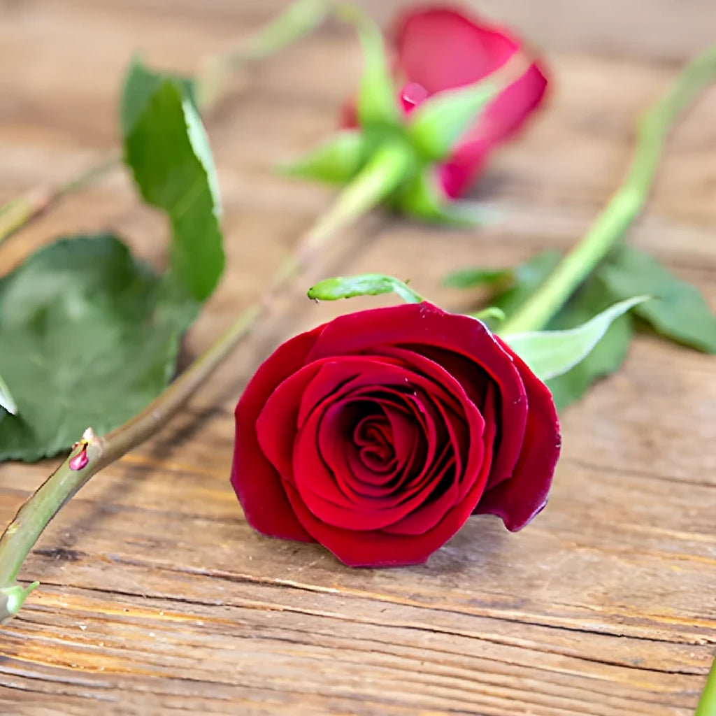 Tinto Roses Standard - alternative 5