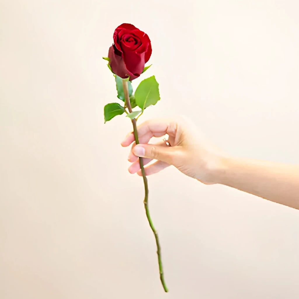 Tinto Roses Standard - alternative 2