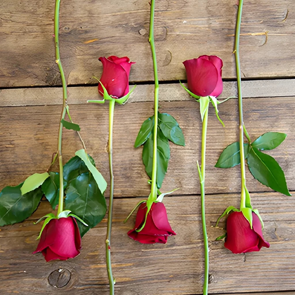 Tinto Roses Standard - alternative 3