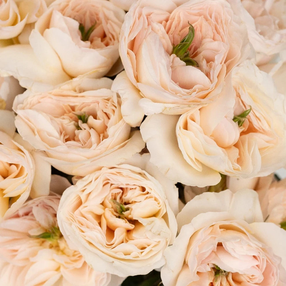 Charity Rose David Austin - alternative 1