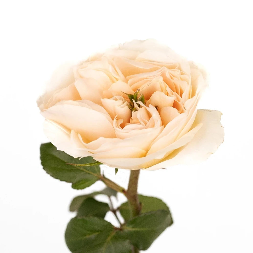 Charity Rose David Austin - main