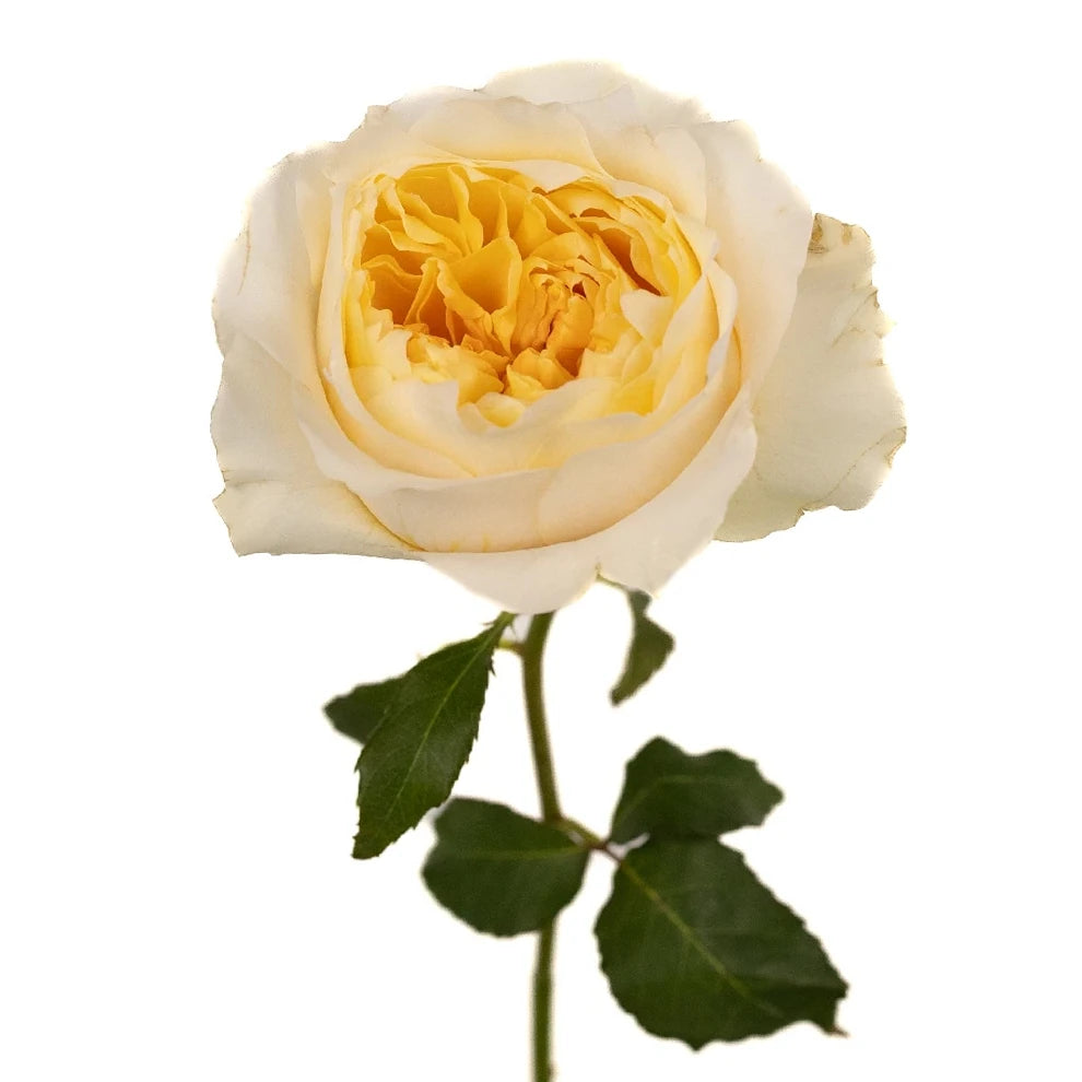Effie Rose David Austin - alternative 2