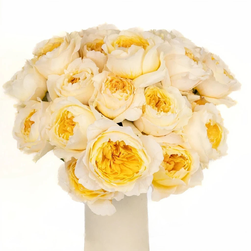 Effie Rose David Austin - main