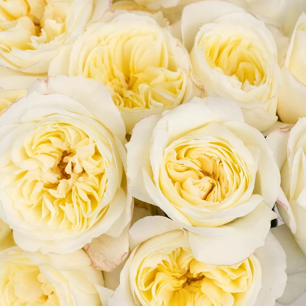 Leonora Auswagsy Rose David Austin - alternative 2
