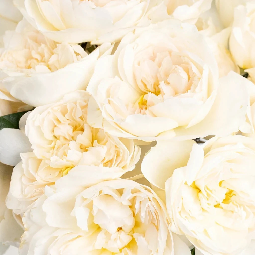 Purity Rose David Austin - main