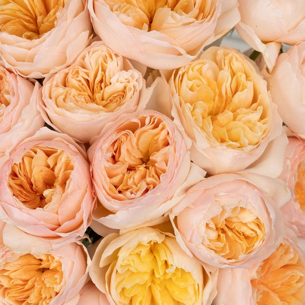 Peach Juliet Ausjameson Rose David Austin - main