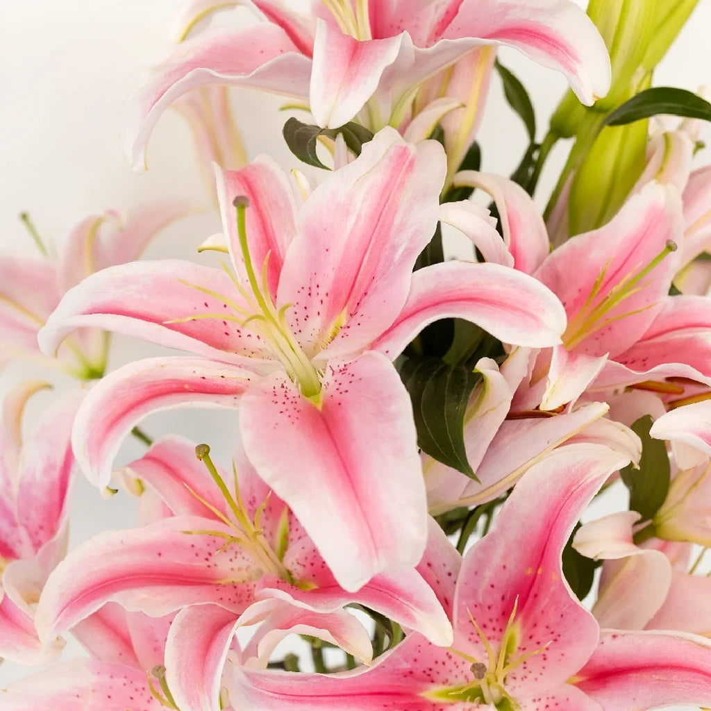Marlon Lilies Oriental - alternative 1