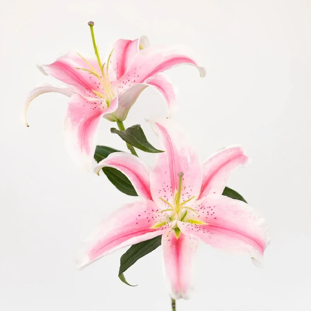 Marlon Lilies Oriental - main