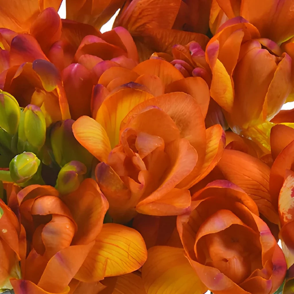 Orange Freesia - alternative 2