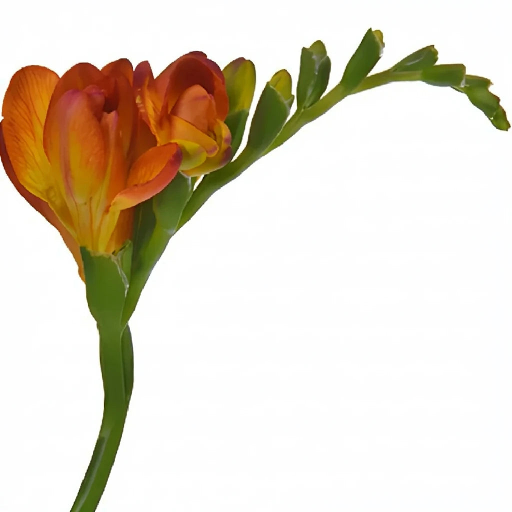 Orange Freesia - alternative 3
