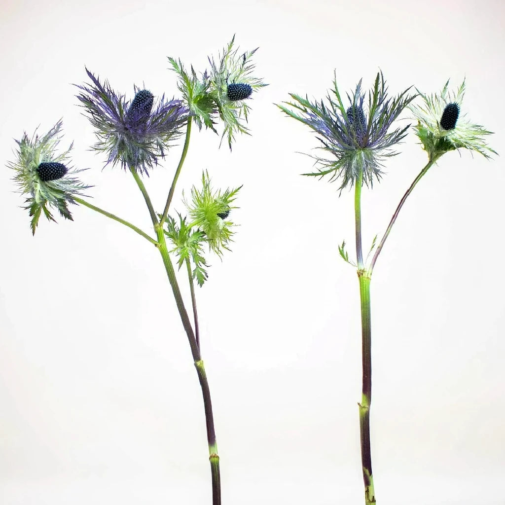 Jackpot Thistle - alternative 1
