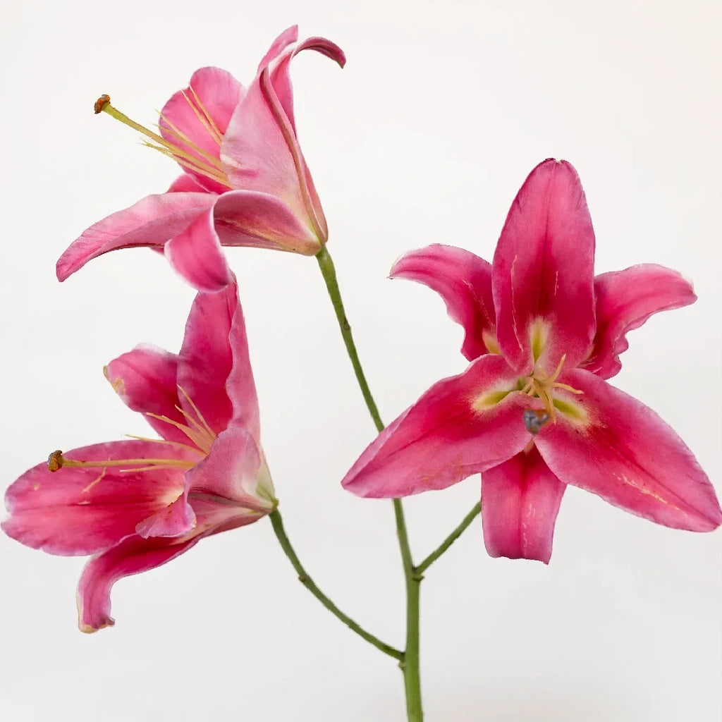 Carbonero Lilies Oriental - alternative 2